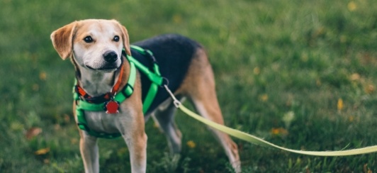 Loose leash dog walking