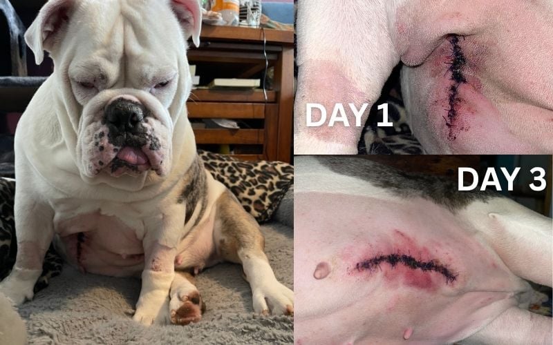 Maevis the Bulldog incision from mast cell tumor surgery-PV
