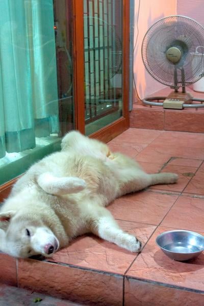 Malamute relaxing in front of fan next to bowl of water