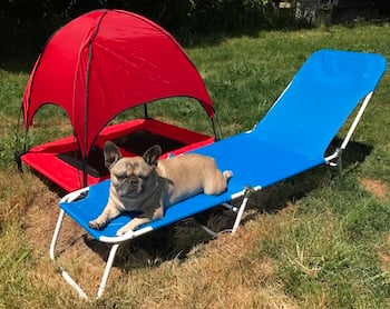 Marshall the Frenchie laying next to his canopy bed