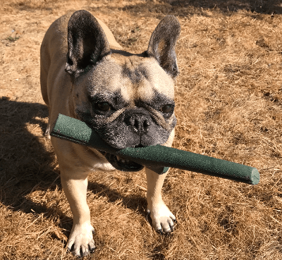 fetch toys for small dogs