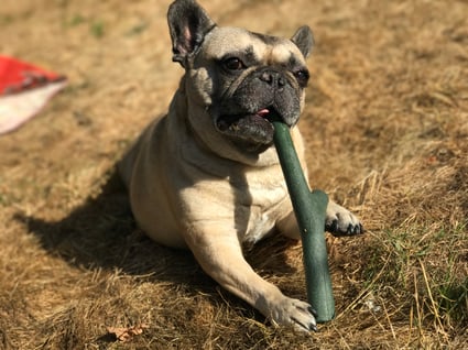 Marshall playing with fetch stick