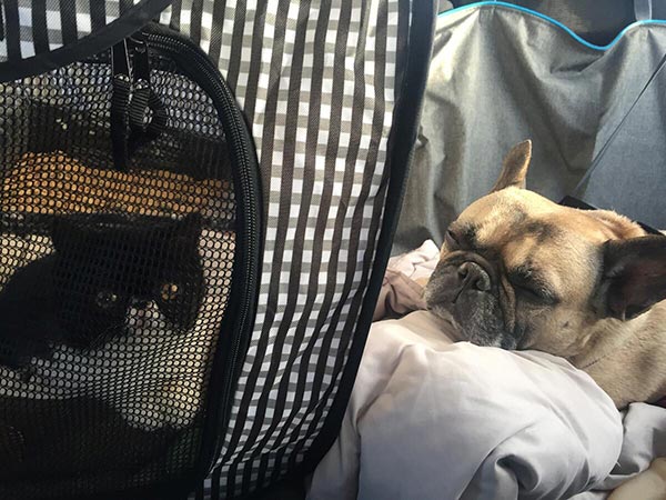 dog and cat traveling in car securely