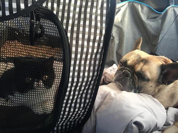 Marshall and Mazel in Cat Carrier Travel