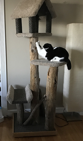 cat scratching on his cat tree