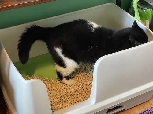 Mazel the exotic shorthair cat in his litter box