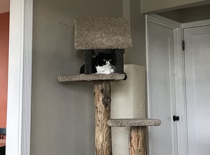 cat sitting in his cat tree