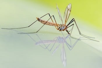 Mosquito up close
