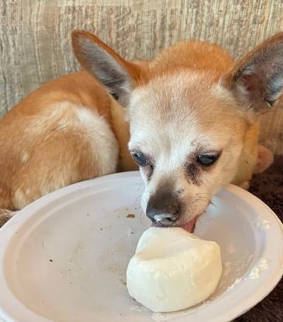 Mr B the Chihuahua enjoying a frozen yogurt pupsicle