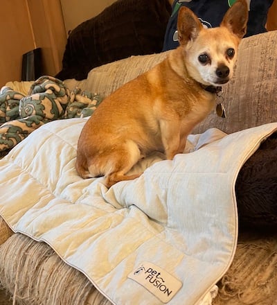 Mr. B the Chihuahua nesting on his cooling blanket