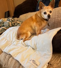 Sr. B O Chihuahua Nestando em seu cobertor de resfriamento