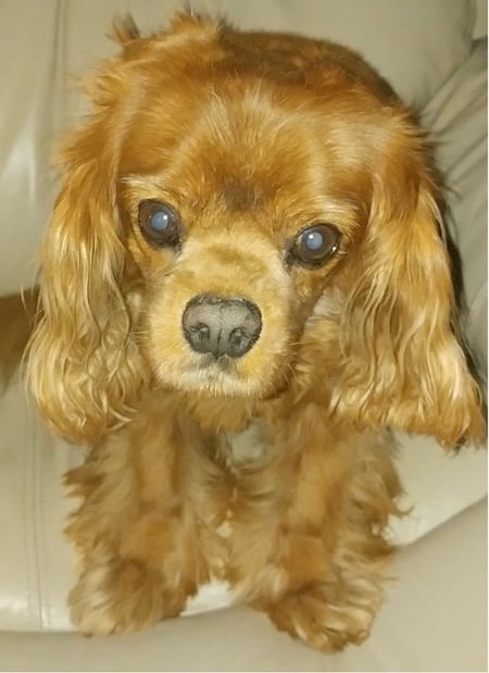 Murphy cavalier king charles spaniel-PV