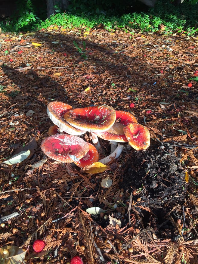 In Your Own Yard Dogs and Poisonous Mushrooms