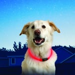 NiteHowl LED Safety Necklace, Universal, Reusable Visibility Necklace for Pets