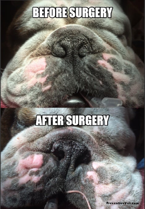 Nostril surgery before after bulldog