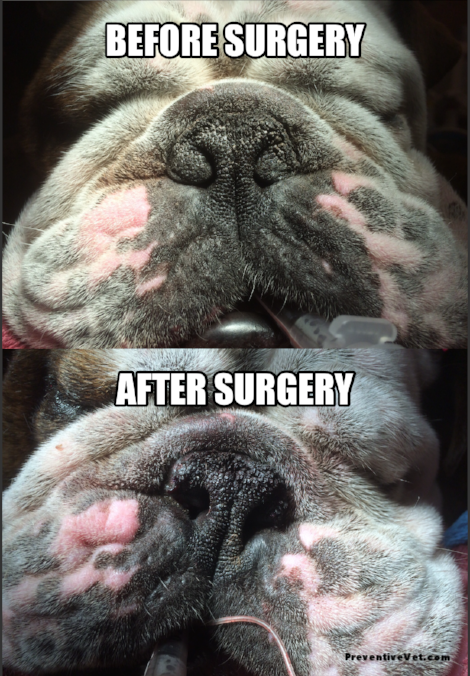 surgery for brachycephalic dogs