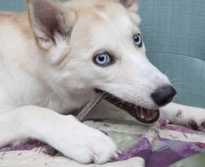 Dog Chewing Qchefs Dog Chewing Qchefs
