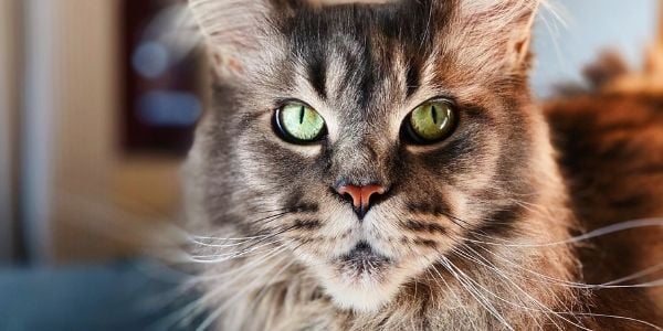 How to Help Cats with Arthritis and Other Mobility Issues