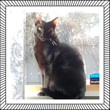 Ollie-LeeAnnas-cat