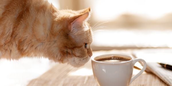Orange cat sniffing a cup of coffee
