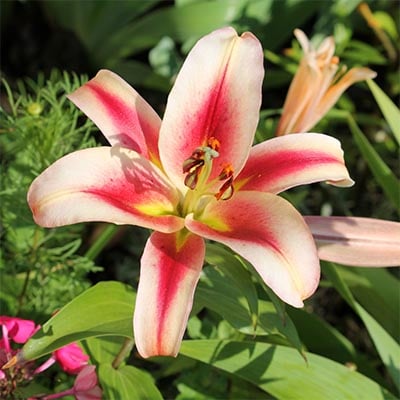 Oriental Lily Hybrids 2