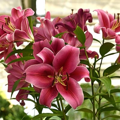 Oriental Lily Hybrids