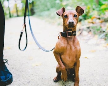 dog-socialization-post-adoption
