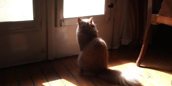 Outdoor cat inside heat