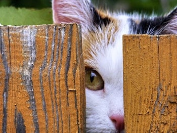 cat at fence