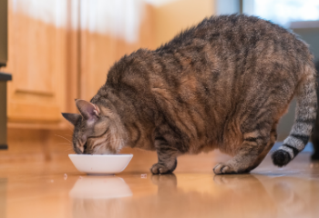 Overweight brown tabby cat eating food out of white bowl