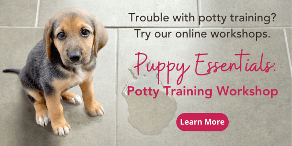 Get help for puppy potty training