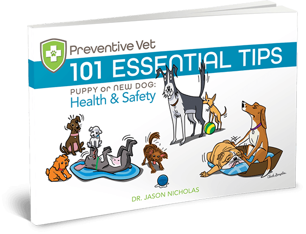 PV Dog Health and Safety Tips