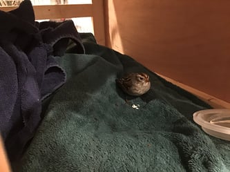 Preventive Vet Bird Friend injured bird in spare pet carrier