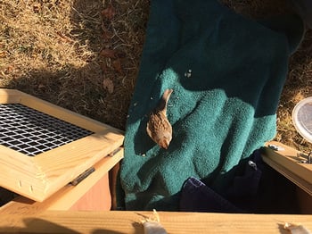 taking care of injured wildlife