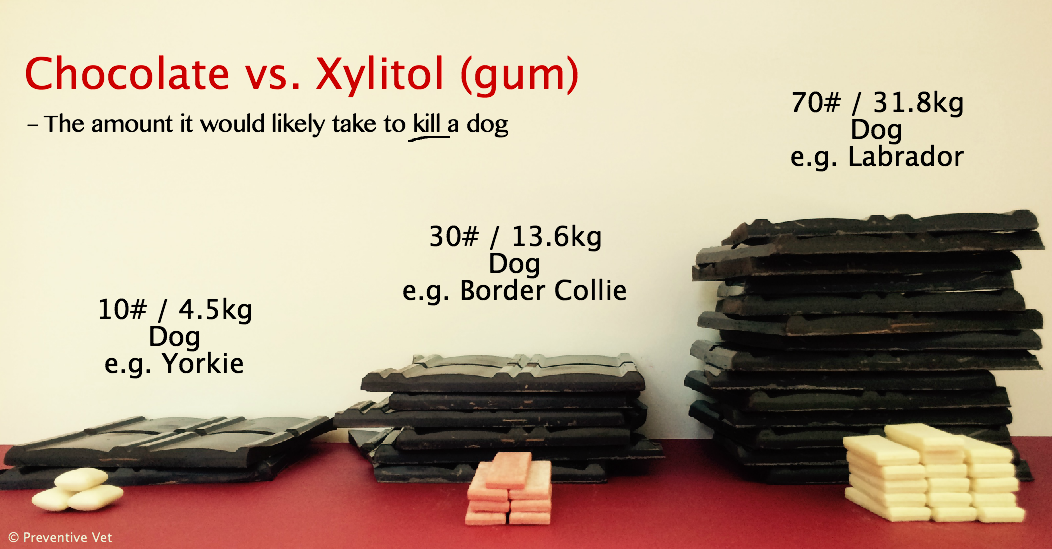 Xylitol in SugarFree Gum is Killing Dogs... You Can Help Stop it!