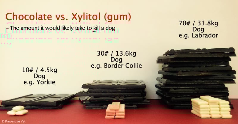 PV-Chocolate-vs-Xylitol-Gum