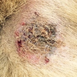 dog has hot spot on leg