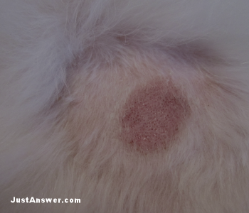 Hot Spots – Your Dog Won't Stop Itching!