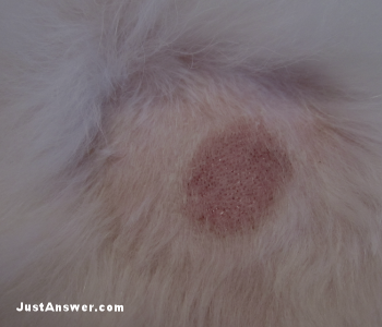 pitbull hot spots