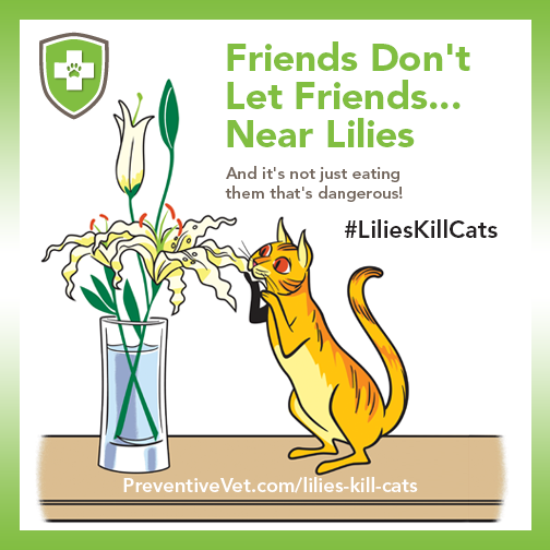 Lily Toxicity in Cats Preventive Vet