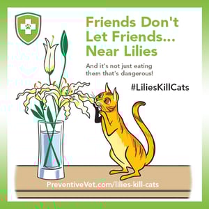 PV-Lillies-Kill-Cats.png