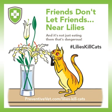 Lilies kill cats graphic from Preventive Vet