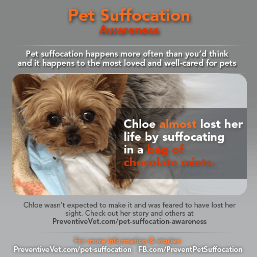 pet suffocation prevention chloe