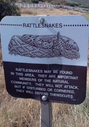 rattlesnakes in the area