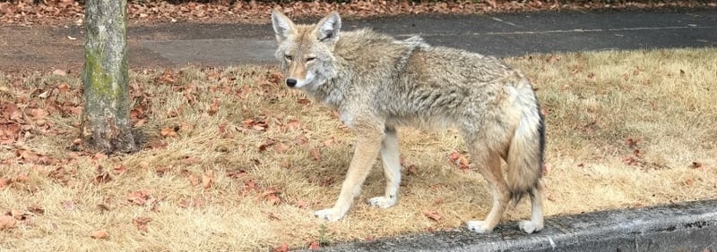 urban coyotes