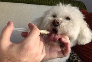 dog slurry medication through syringe