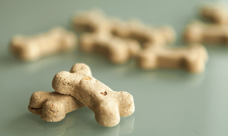 What to Know If You Want to Give Your Dog CBD