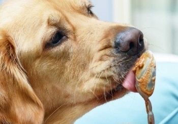 what kind of peanut butter is ok for dogs