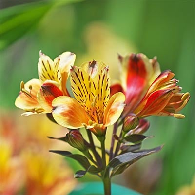 Peruvian Lily - Alstroemeria 2