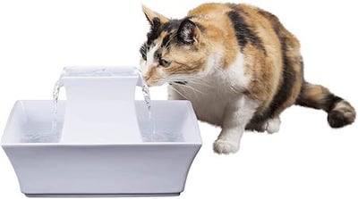 Gato bebiendo agua de una fuente